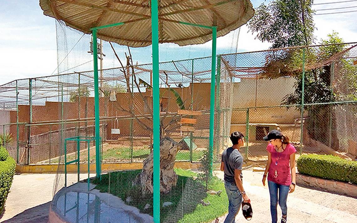 Se queda sin papiones el Zoológico de Tulancingo - El Sol de Tulancingo |  Noticias Locales, Policiacas, sobre México, Hidalgo y el Mundo