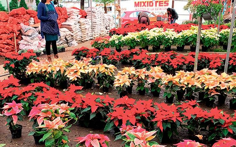 Ya venden en la región flores de Nochebuena - El Sol de Tulancingo |  Noticias Locales, Policiacas, sobre México, Hidalgo y el Mundo